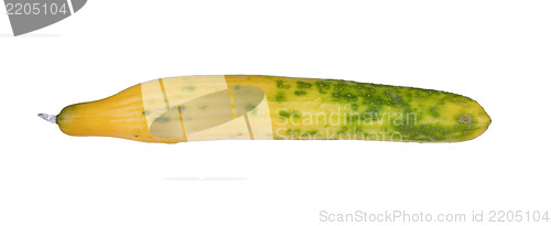 Image of Cucumber turning yellow