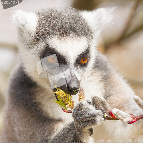 Image of Ring-tailed lemur (Lemur catta) 