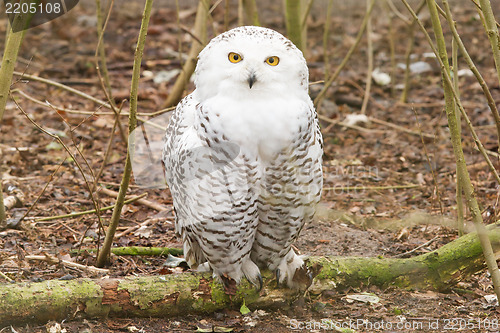 Image of Snow owl with large claws