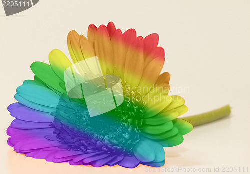 Image of Rainbow flag gerbera