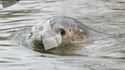 Image of Grey seal swimming