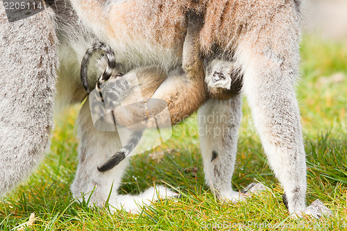 Image of Ring-tailed lemur (Lemur catta) 