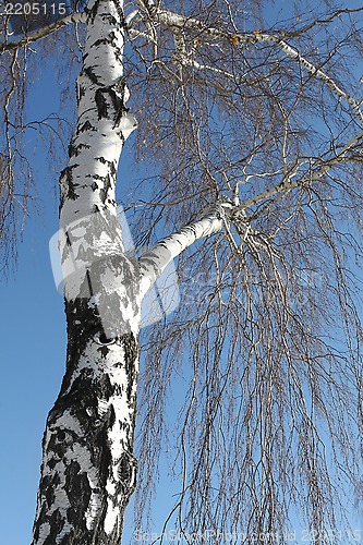 Image of Trunk of birch