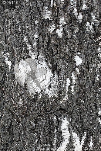 Image of Trunk of old birch