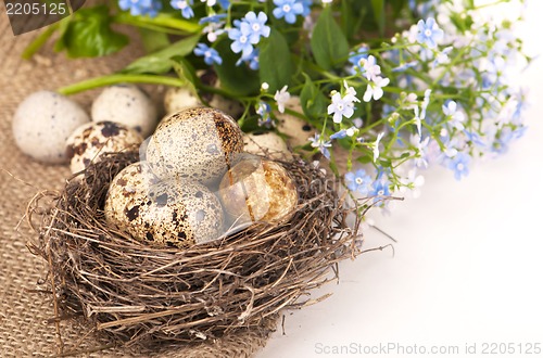 Image of Nest with eggs and forget-me-nots on a cloth