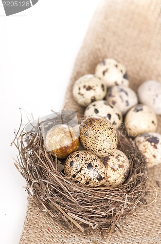 Image of Nest with quail eggs on a canvas