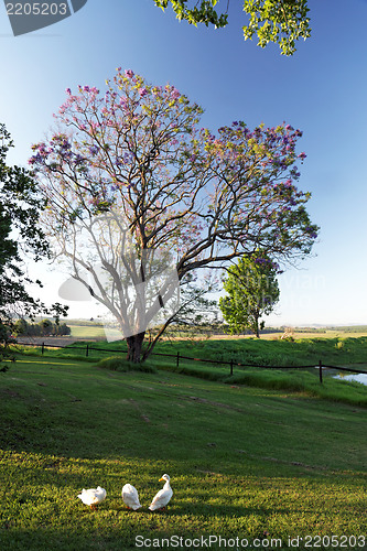 Image of Ducks foraging in a rural landscape