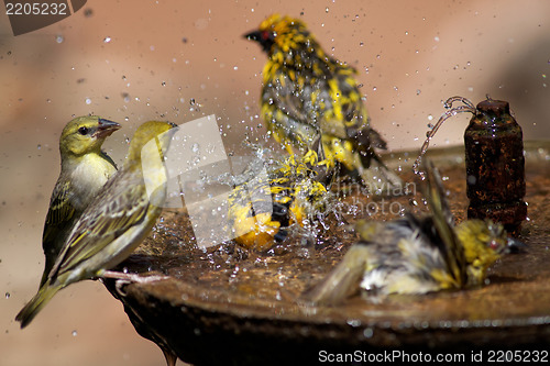 Image of Wild birds splashing in a bird bath