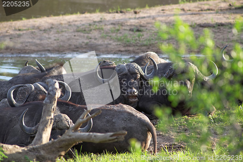 Image of Herd of Cape buffalo, Syncerus caffer