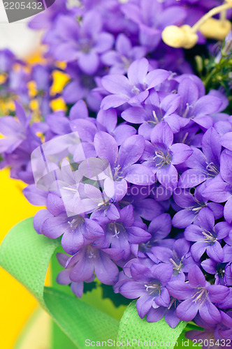 Image of campanula blue a close up