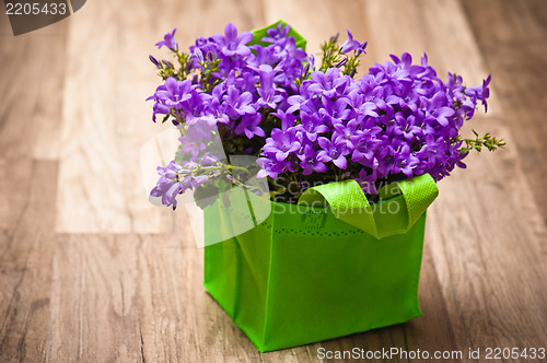 Image of campanula blue a close up