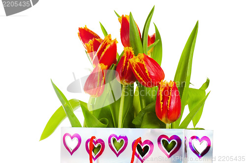 Image of Red tulip with petals fringed by yellow. Isolated over white bac