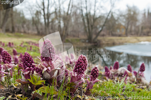 Image of Blooming butterbur. Spring landscape near the pond 
