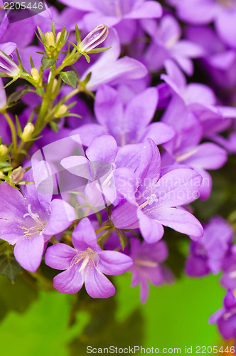 Image of campanula blue a close up