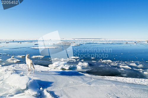 Image of The white polar wolf on an ice floe looks on swans