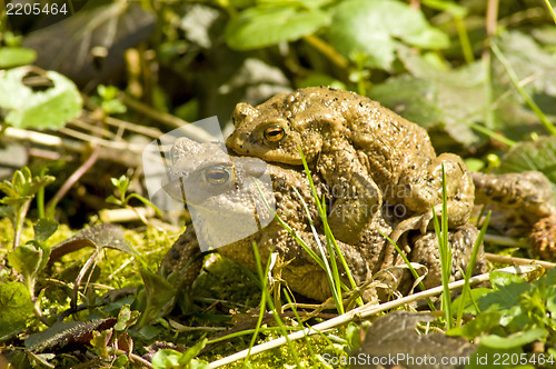 Image of Common toad with partner on back