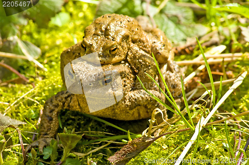 Image of Common toad with partner on back