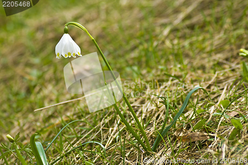 Image of Snowflake, Leucojum vernum