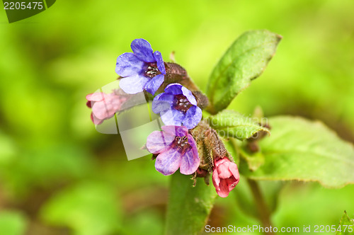 Image of lungwort