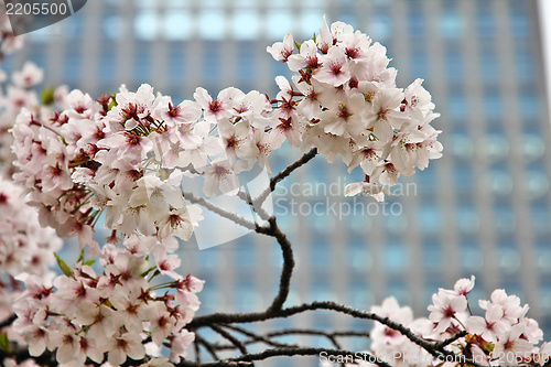 Image of Cherry blossom in Tokyo