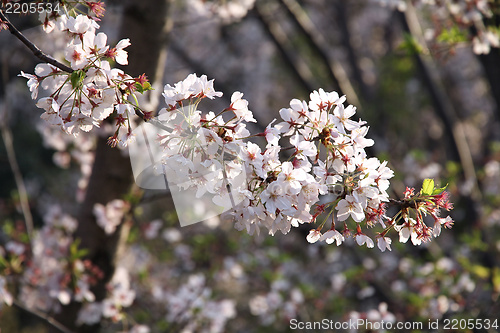 Image of Cherry blossom in Japan