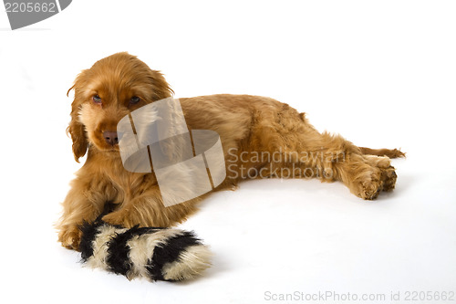 Image of Cocker Spaniel puppy