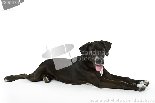 Image of Black Labrador puppy