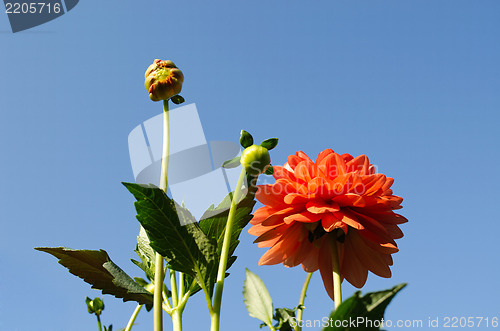 Image of big red dahlias flower small buds on blue sky 