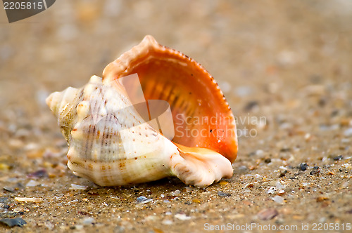 Image of Cockle-shell