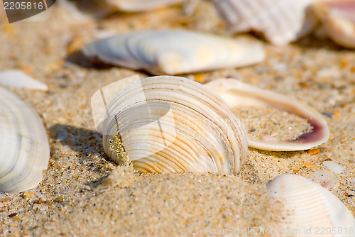 Image of Cockle-shell