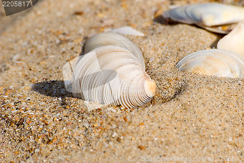 Image of Cockle-shell