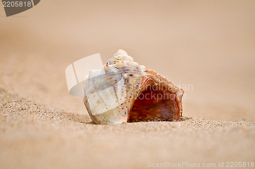 Image of Cockle-shell