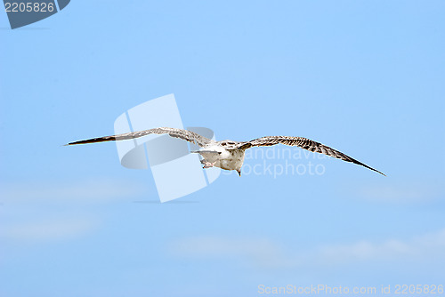Image of The seagull