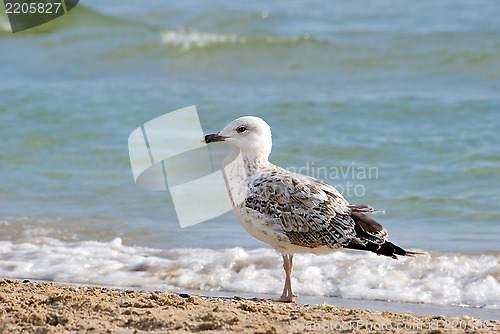 Image of The seagull