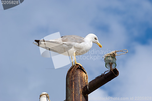 Image of The seagull