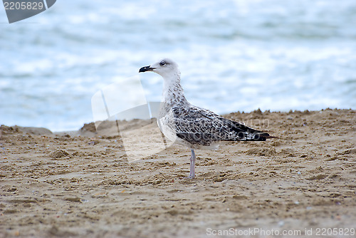 Image of The seagull