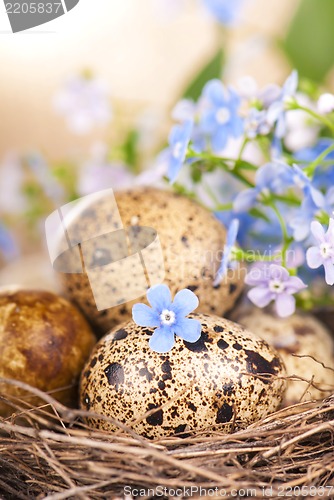 Image of quail eggs in the nest and forget-me-not