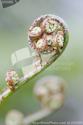 Image of Fern in Brazil