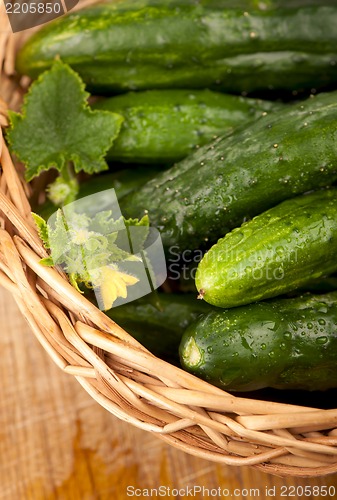 Image of Fresh cucumbers