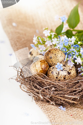 Image of Quail eggs in a nest, forget-me-nots on a canvas