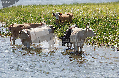 Image of Cows at a riverbank
