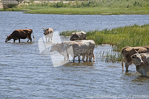 Image of Cows at a riverbank