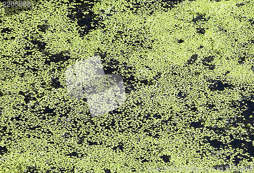 Image of Duckweed