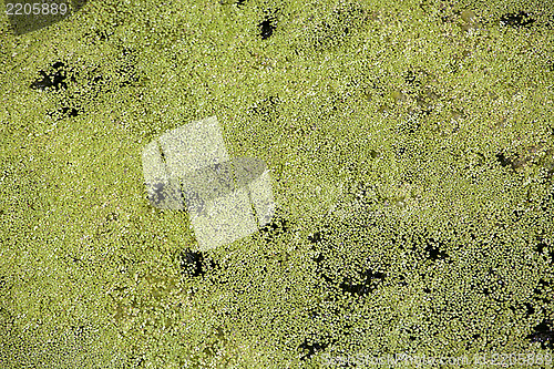 Image of Duckweed