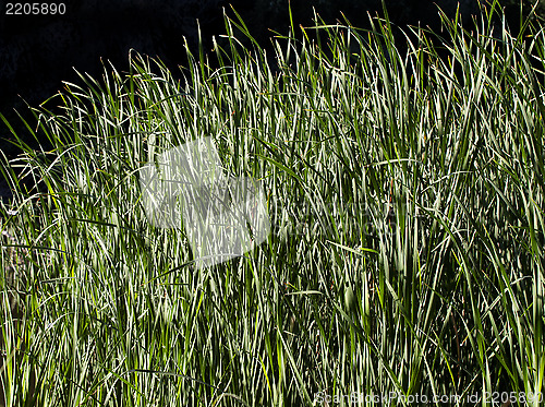 Image of Water grass in the backlight
