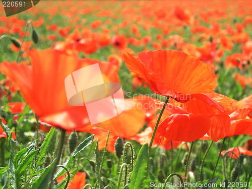 Image of Poppies in the sun