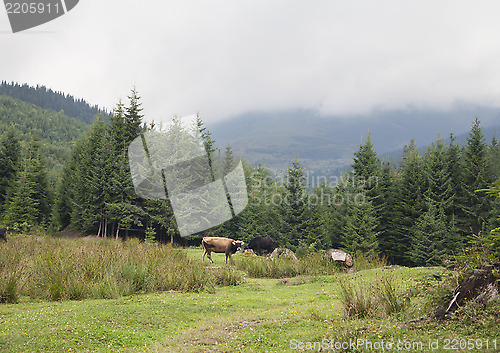 Image of Cow pasturing in Carpathian mountains