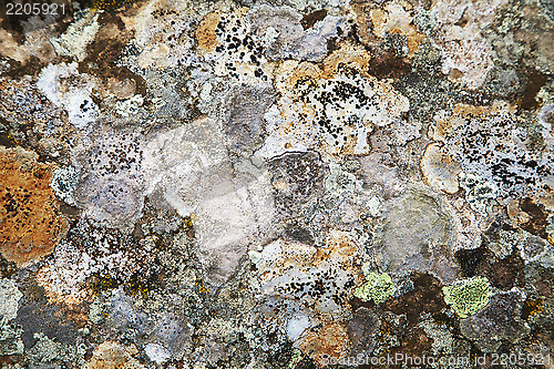 Image of Lichen on a stone