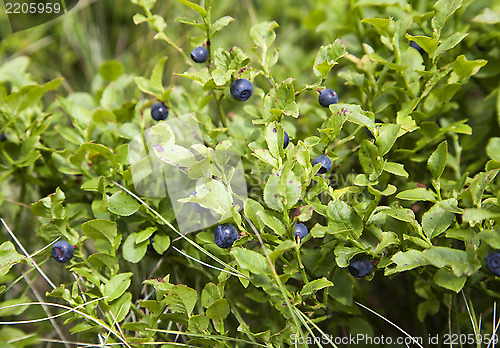 Image of Blueberry bush