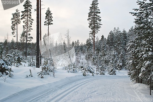 Image of Ski trail.